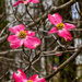 Four Red Dogwood Blooms by k9photo