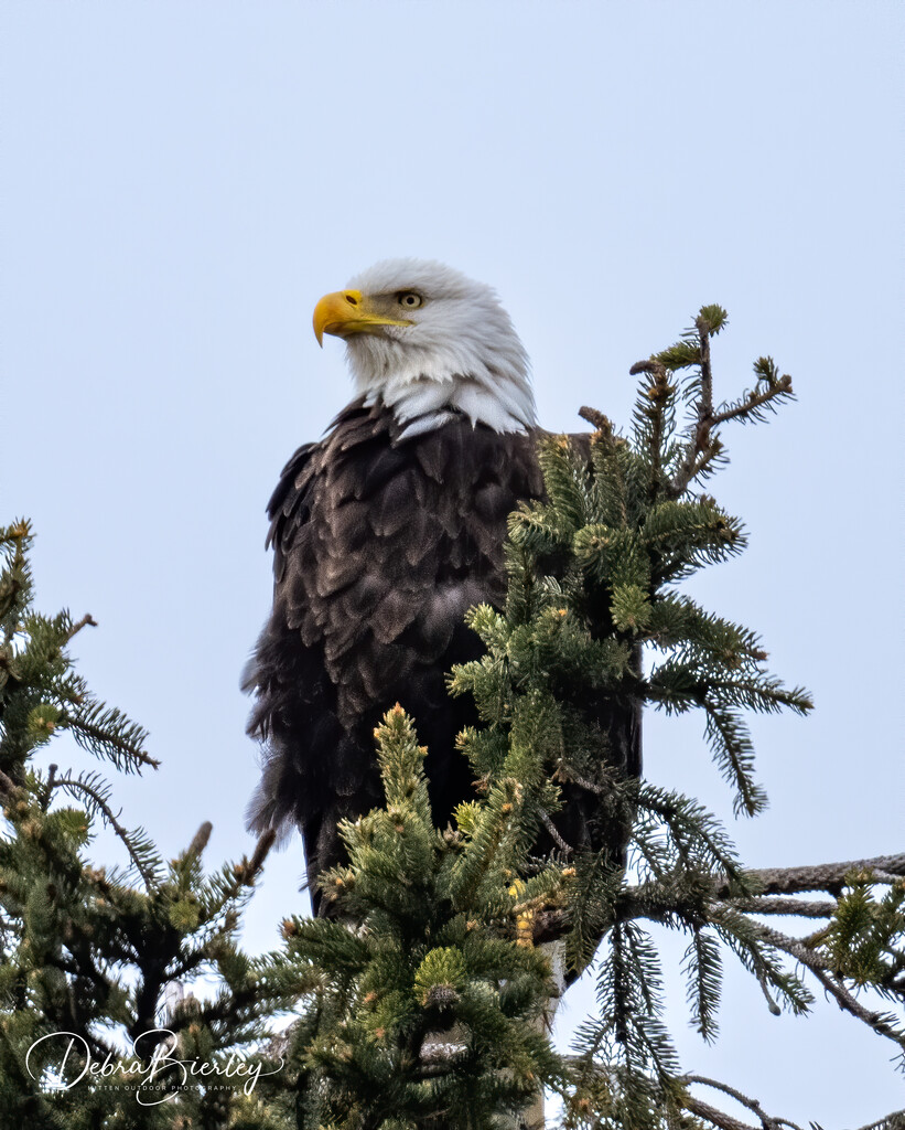Bald Eagle by dridsdale