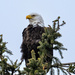 Bald Eagle by dridsdale
