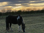 7th Apr 2022 - Horse at sunset