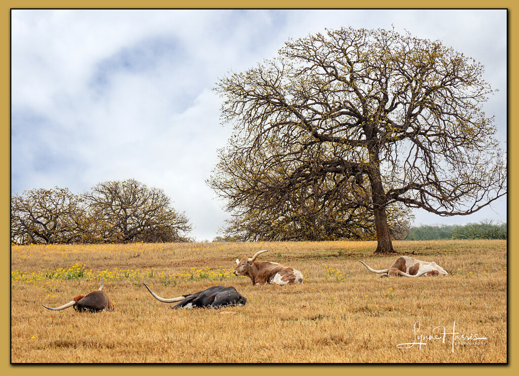 Texas Longhorns by lynne5477