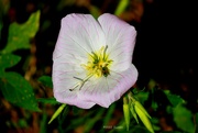 6th Apr 2022 - 96-365 Bug in a flower
