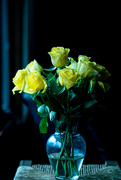 6th Apr 2022 - Yellow Roses