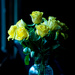 Yellow Roses by tosee