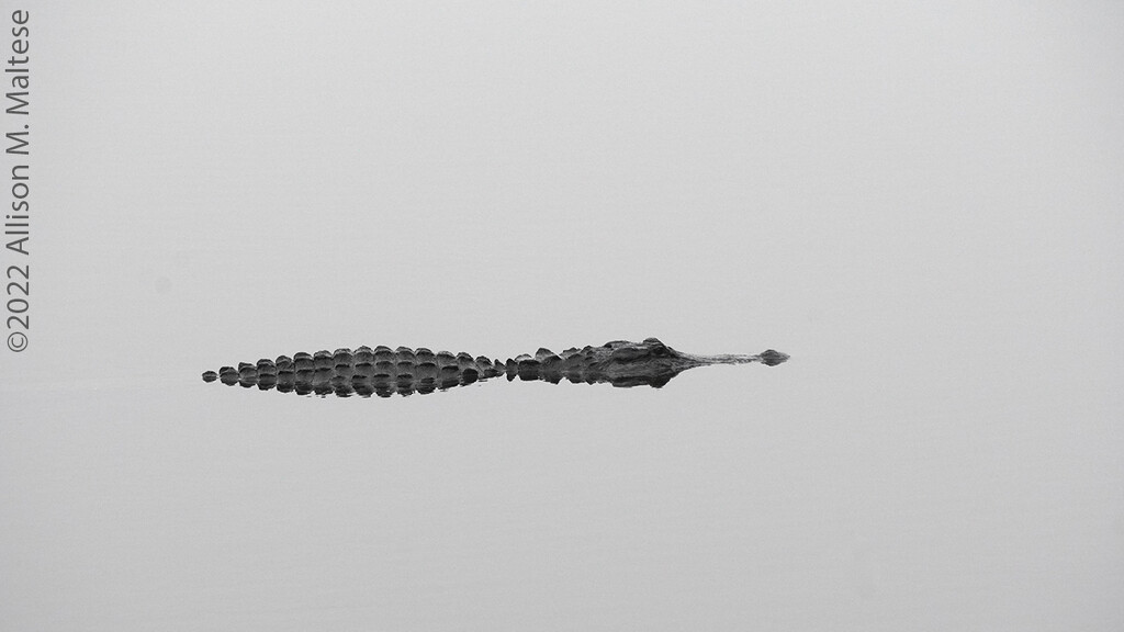 Alligator in the Fog by falcon11