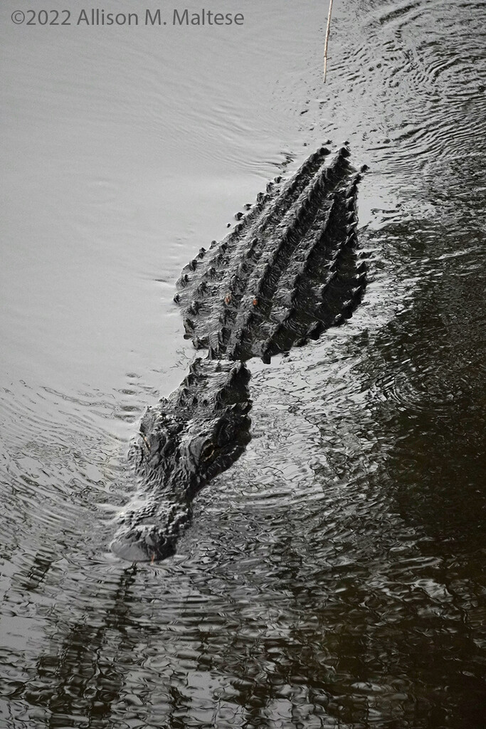 Alligator #2 by falcon11