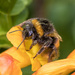 He's been a busy Bumble Bee by creative_shots