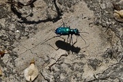 7th Apr 2022 - Green Beetle 