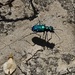 Green Beetle  by metzpah