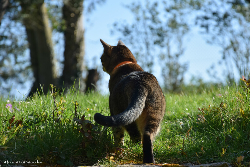 enjoying a sunny day in the garden by parisouailleurs