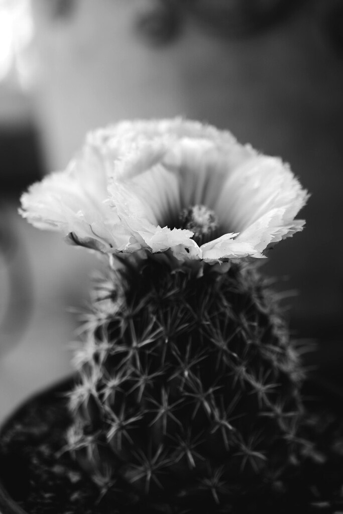 Cactus bloom by blueberry1222