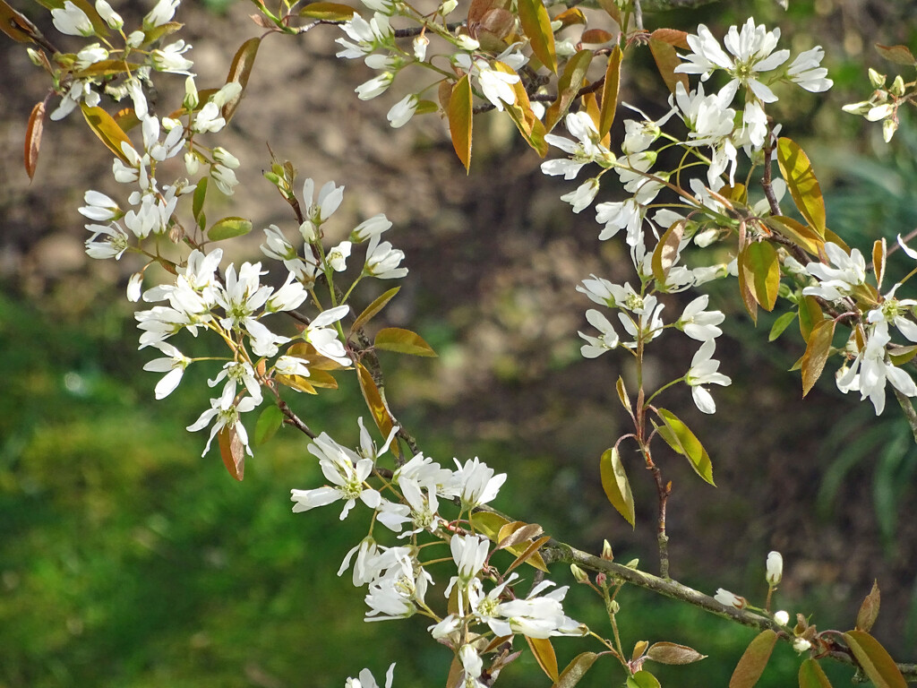 Spring blossom on our Amelanchier tree by marianj