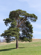 7th Apr 2022 - Tree