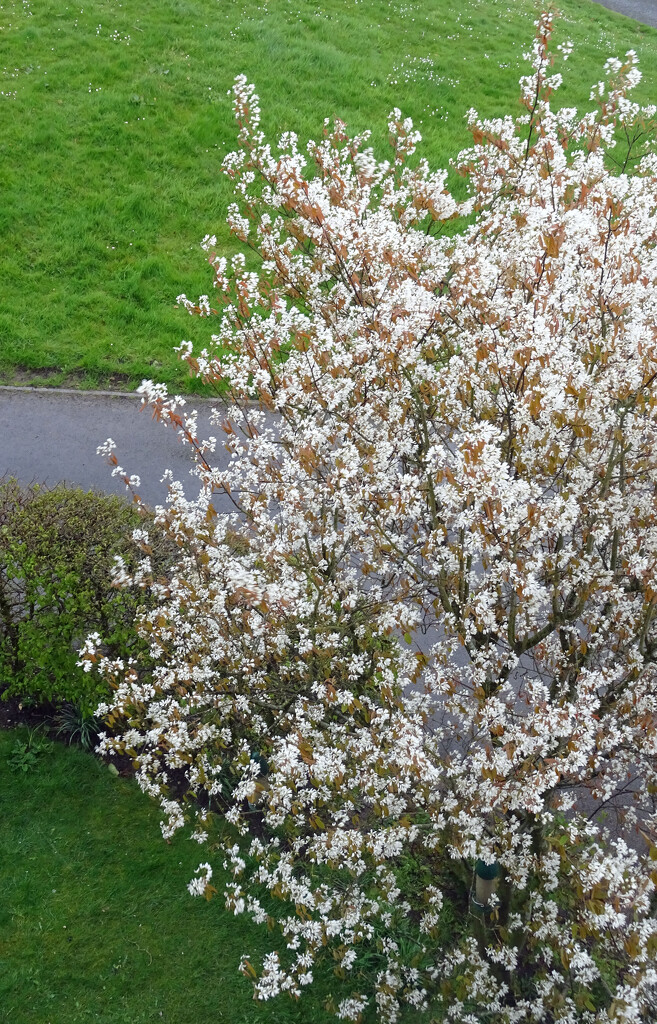 An Impressionist view of our Amelanchier tree by marianj