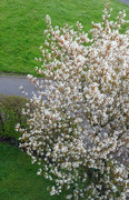 7th Apr 2022 - An Impressionist view of our Amelanchier tree