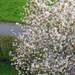 An Impressionist view of our Amelanchier tree by marianj