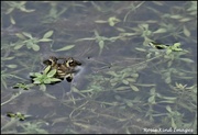 7th Apr 2022 - Frogs