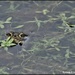 Frogs by rosiekind