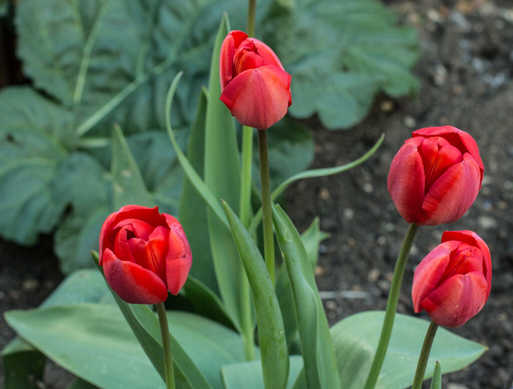  4 Tulips by busylady