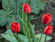 7th Apr 2022 -  4 Tulips