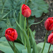  4 Tulips by busylady