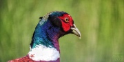 7th Apr 2022 - Spring plumage