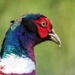 Spring plumage by craftymeg