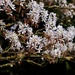 Close up blossom by carole_sandford