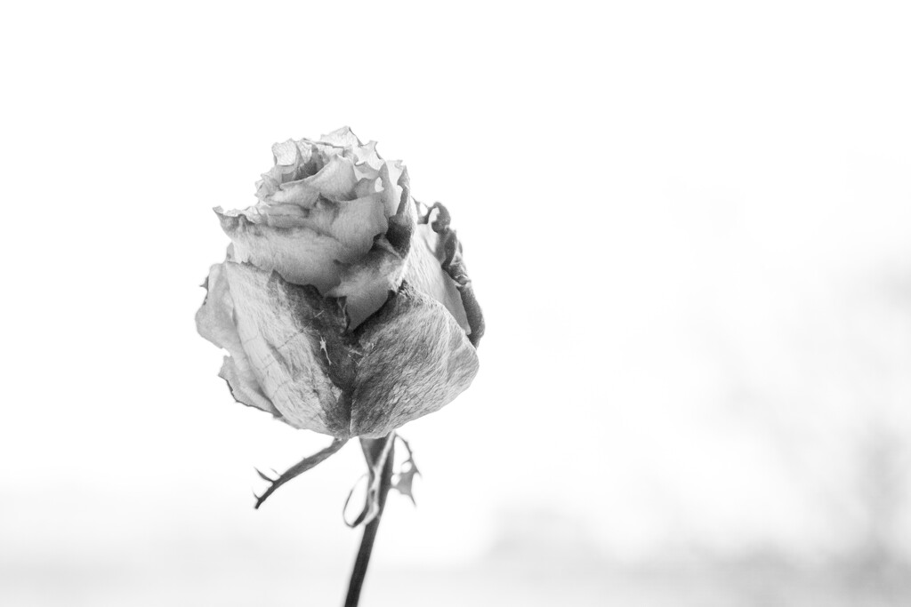 Withered rose by daryavr