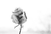 7th Apr 2022 - Withered rose