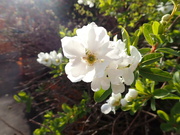 3rd Apr 2022 - More spring blossom