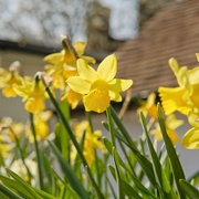 7th Apr 2022 - Daffodils