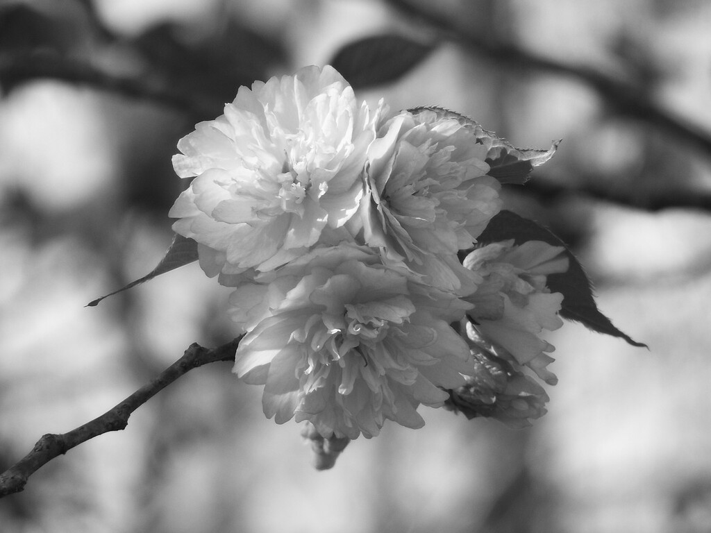 Frilly ruffled blossoms... by marlboromaam