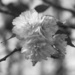 Frilly ruffled blossoms... by marlboromaam