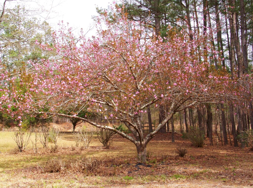 Kwanzan cherry tree splendor... by marlboromaam