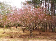 7th Apr 2022 - Kwanzan cherry tree splendor...