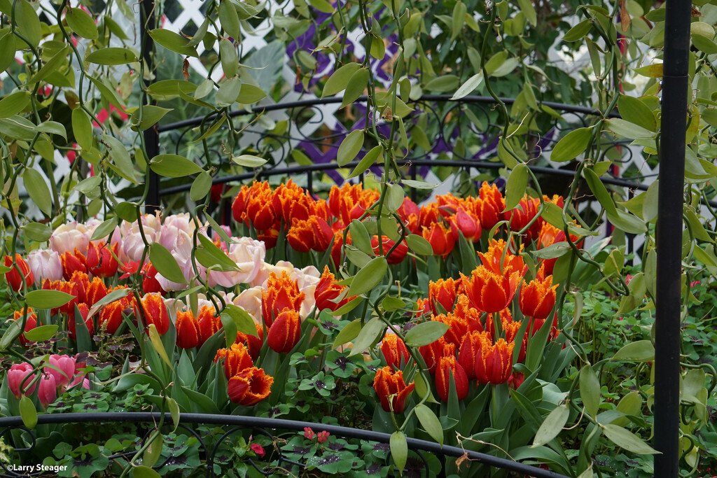 Tulips by larrysphotos