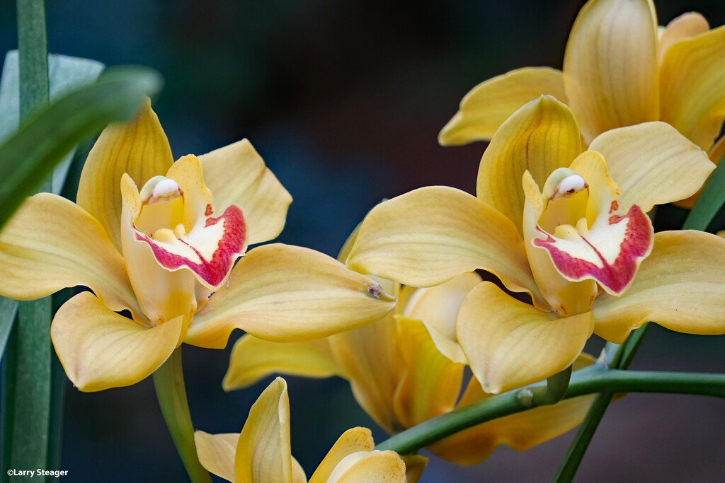 Yellow orchid by larrysphotos