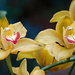 Yellow orchid by larrysphotos