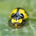 Yellow Beetle? by creative_shots