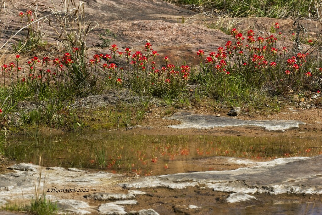 LHG_8102Indian paintbrush at creekbed by rontu