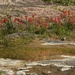 LHG_8102Indian paintbrush at creekbed by rontu