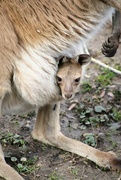 9th Apr 2022 - Baby Roo!!