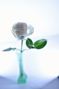 7th Apr 2022 - Oh no,  not another rose....