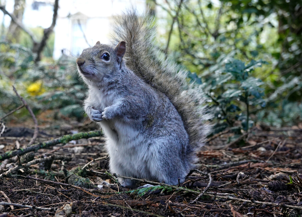 Cyril Squirrel  by phil_howcroft
