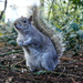 Cyril Squirrel  by phil_howcroft