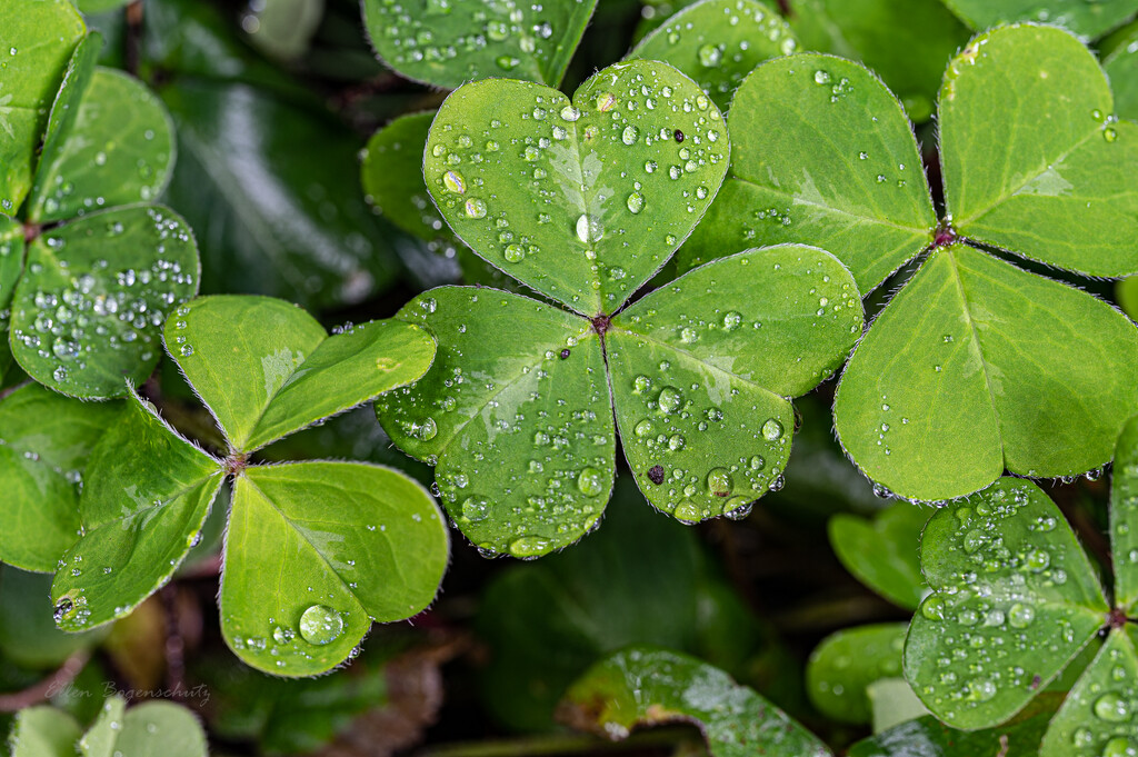 Clover leaves symmetry by theredcamera