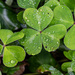 Clover leaves symmetry by theredcamera