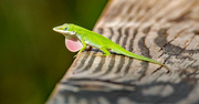 7th Apr 2022 - Anole Lizard Pushing Out It's Throat!