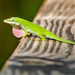 Anole Lizard Pushing Out It's Throat! by rickster549
